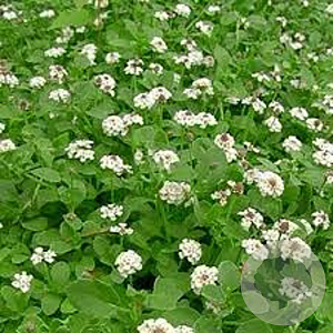 Phyla nodiflora 'Summer Pearls' GM P9