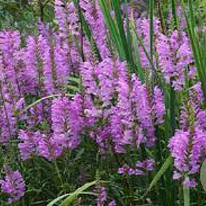 Physostegia v. 'Red Beauty' GM P9