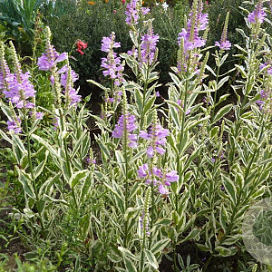 Physostegia v. 'Variegata' GM P9