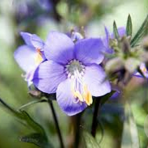 Polemonium y. 'Polbress' GM 2,0L