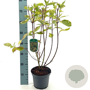 Cornus alba 'Gouchaultii' 40-50 cm 3,0L