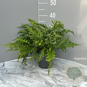 Polypodium vulgare GM 2,0L
