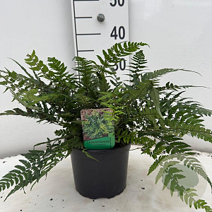 Polystichum tsussimense 20-25 cm 2,0L