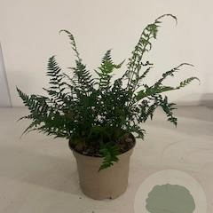 Polystichum tsussimense GM 2,0L