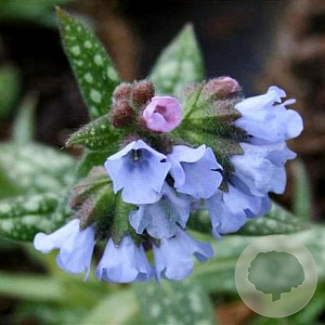 Pulmonaria 'Miss Elly' GM P9