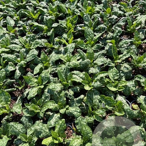 Pulmonaria off. 'Sissinghurst White GM 2,0L