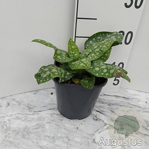 Pulmonaria off. 'Sissinghurst White GM 2,0L