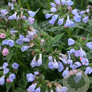 Pulmonaria 'Twinkle Toes' GM P9