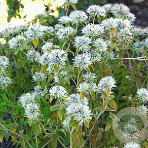 Pycnanthemum flexuosum GM P9