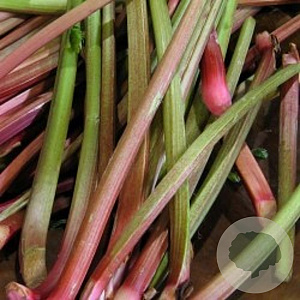 Rheum rhab. 'Glaskin's Perpetual' GM P9