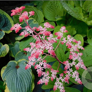 Rodgersia 'Candy Clouds' GM P9