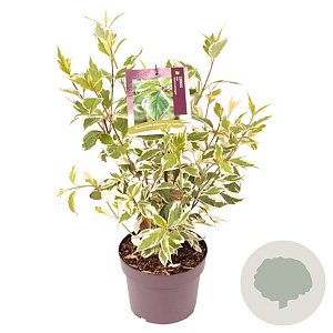 Cornus alba 'Sibirica Variegata' 40-50 cm 3,0L