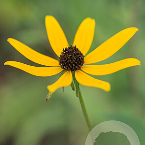 Rudbeckia triloba GM P9