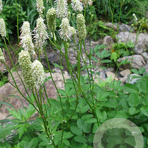 Sanguisorba albiflora GM P9