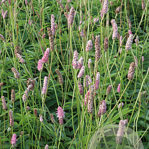 Sanguisorba o. 'Pink Tanna' GM P9