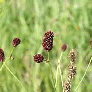 Sanguisorba o. 'Pink Tanna' GM P9