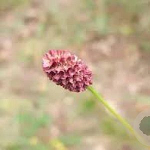 Sanguisorba o. 'Pink Tanna' GM P9