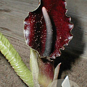 Sauromatum giganteum GM P9