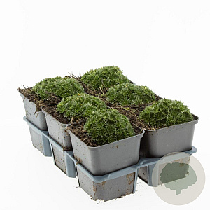 Saxifraga 'Pixie' GM P9