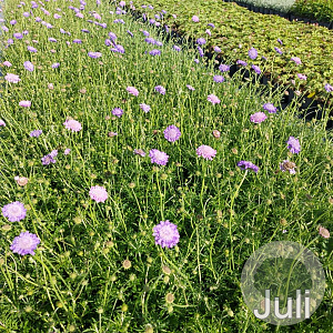 Scabiosa col. 'Butterfly Blue' GM 2,0L