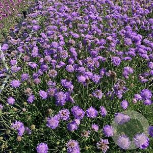 Scabiosa col. 'Butterfly Blue' GM 2,0L