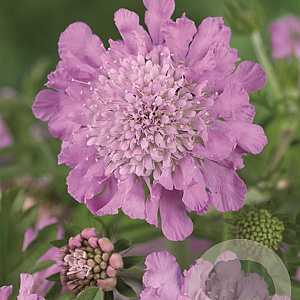 Scabiosa col. 'Pink Mist' GM P9