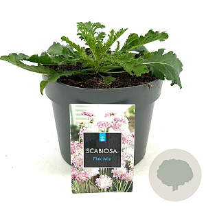 Scabiosa col. 'Pink Mist' GM 2,0L