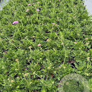 Scabiosa col. 'Pink Mist' GM 2,0L