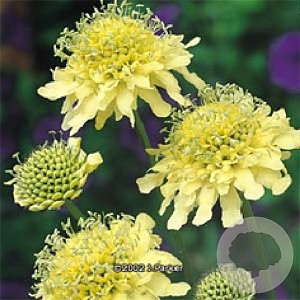Scabiosa ochroleuca GM P9