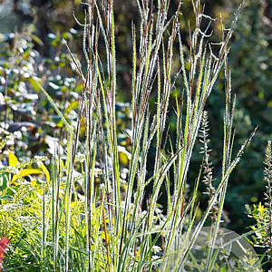 Schizachyrium sc. 'Ha Ha Tonka' GM P9