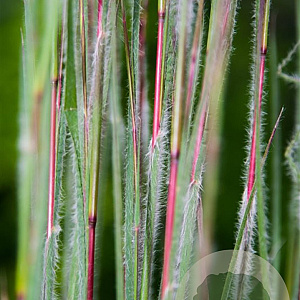 Schizachyrium sc. 'Ha Ha Tonka' GM P9