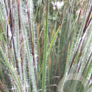 Schizachyrium sc. 'Ha Ha Tonka' GM P9