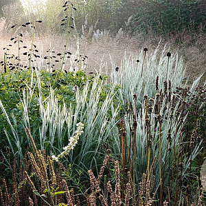 Schizachyrium sc. 'Ha Ha Tonka' GM P9