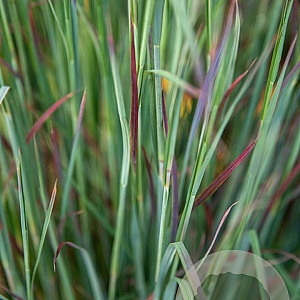 Schizachyrium sc. 'St.Ovation' GM P9