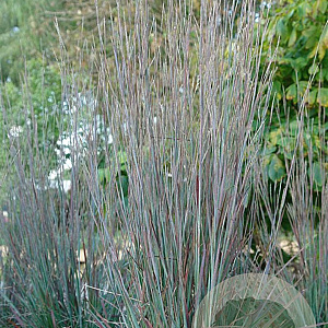 Schizachyrium sc. 'St.Ovation' GM P9