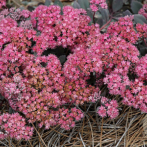 Sedum 'Dazzleberry' GM P9