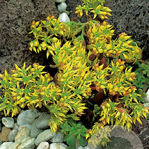 Sedum oreganum GM P9