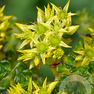 Sedum oreganum GM P9