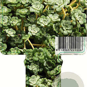 Sedum spathulifolium 'Cape Blanco' GM P9