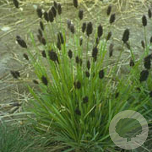Sesleria heufleriana GM P9