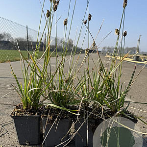 Sesleria heufleriana GM P9