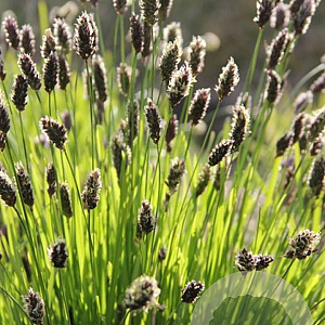 Sesleria heufleriana 'JS Sowieso' GM P9
