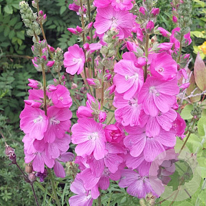 Sidalcea 'Candy Girl' GM P9
