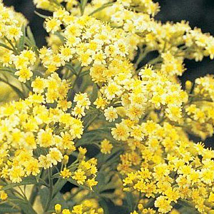 Solidaster luteus 'Lemore' GM P9