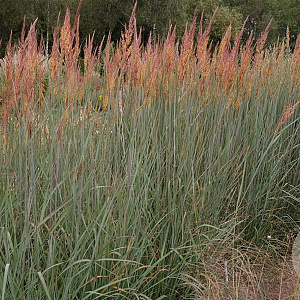 Sorghastrum n. 'Winnetou's Squaw' GM P9
