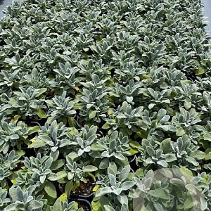 Stachys byzantina 'Silver Carpet' GM 2,0L
