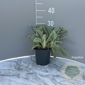 Stachys byzantina 'Silver Carpet' GM 2,0L