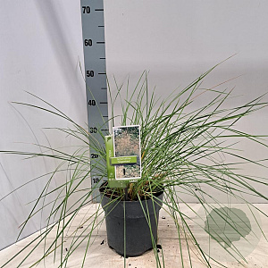Stipa gigantea 50-60 cm 3,0L