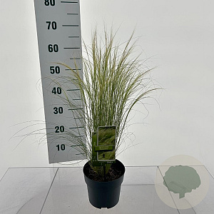 Stipa tenuissima 'Ponytails' 20-25 cm 2,0L