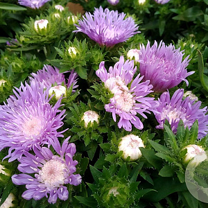 Stokesia laevis 'Mels' GM P9